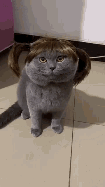 A gif of a cat wearing a wig